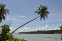 palm-tree-on-the-north-bay