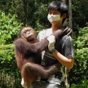 Hann meets the orang utans, Sepilok